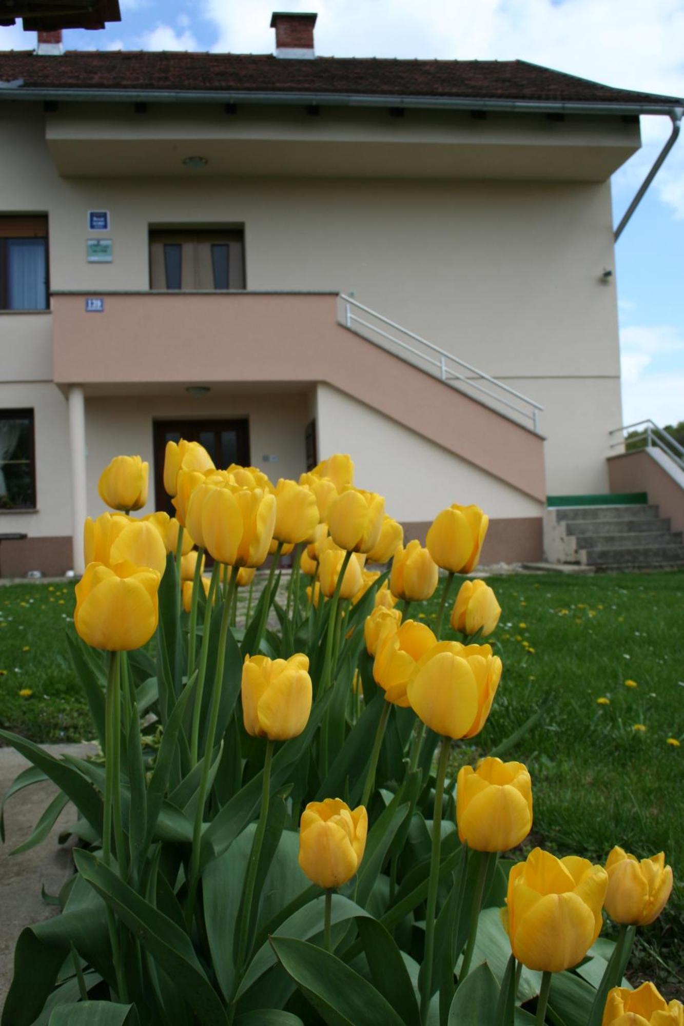 Apartman Arena Strigova Exterior photo